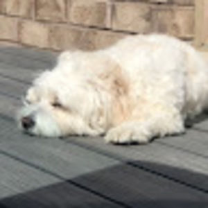 Meet your Posher, Bella